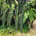 Philodendron Spiritus Sancti Tissue Culture Grower's Choice