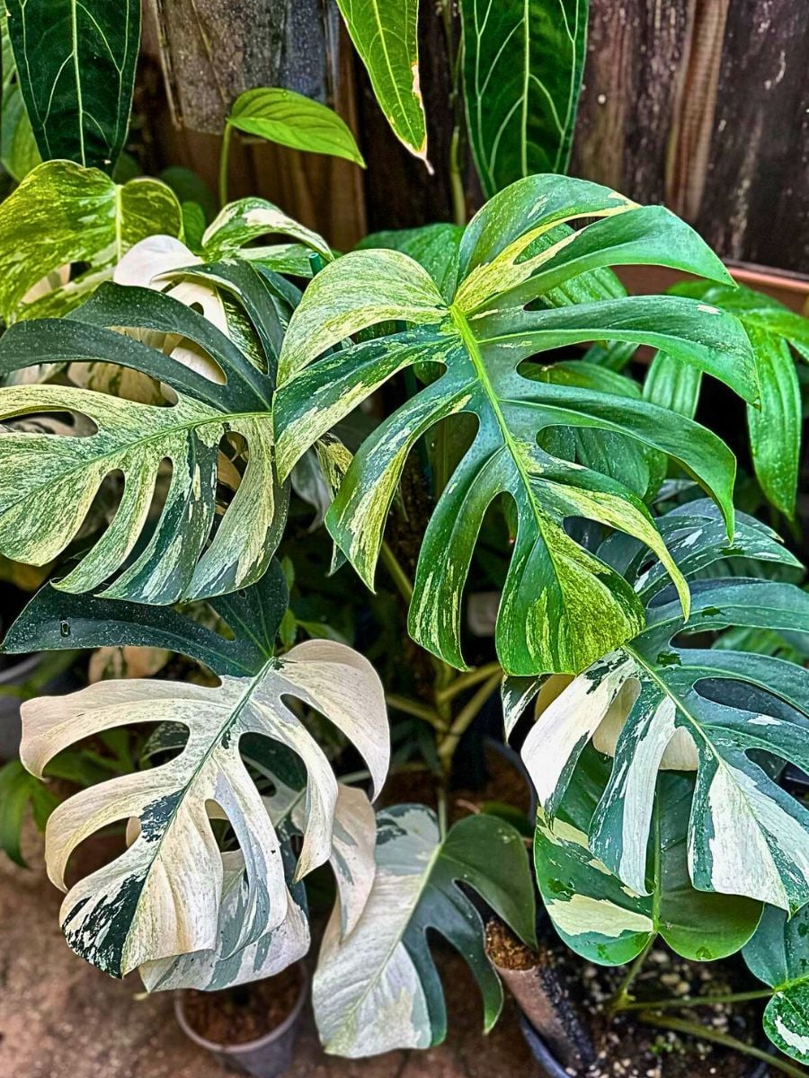 Monstera Mint Tissue Culture Grower's Choice