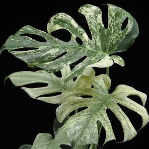 Monstera White Monster Tissue Culture