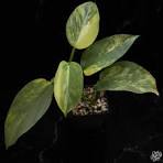 Philodendron Variegated Silver Sword Tissue Culture