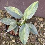 Philodendron Variegated Silver Sword Tissue Culture