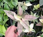 Anthurium Bonplandii Pink Tissue Culture Grower's Choice