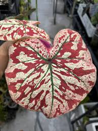 Caladium "Only One In The Universe"  Tissue Culture Grower's Choice