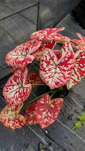 Caladium "Only One In The Universe"  Tissue Culture Grower's Choice