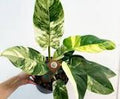 Philodendron Imperial Green Variegated  Tissue Culture Grower's Choice