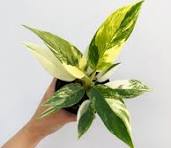 Philodendron Imperial Green Variegated  Tissue Culture Grower's Choice