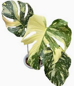 Monstera Creme Brûlée Tissue Culture Grower's Choice