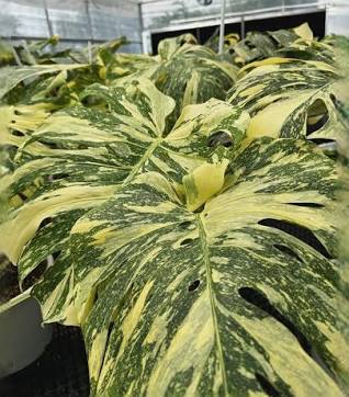 Monstera Creme Brûlée Tissue Culture Grower's Choice