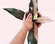 Anthurium Hookeri Pink Tissue Culture Grower's Choice