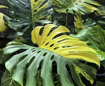Monstera Yellow Marilyn Tissue Culture Grower's Choice