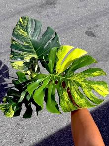 Monstera Yellow Marilyn Tissue Culture Grower's Choice