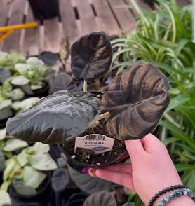 Alocasia Infernalis Black Magic Tissue Culture Grower's Choice