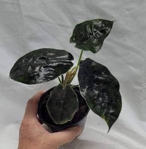 Alocasia Infernalis Black Magic Tissue Culture Grower's Choice
