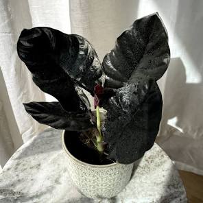 Alocasia Infernalis Black Magic Tissue Culture Grower's Choice