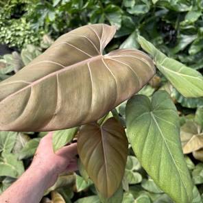 Philodendron Summer Glory Tissue Culture Grower's Choice