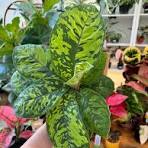 Homalomena Occulta Camouflage Tissue Culture Grower's Choice