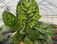 Homalomena Occulta Camouflage Tissue Culture Grower's Choice
