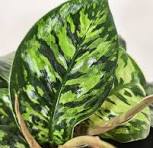 Homalomena Occulta Camouflage Tissue Culture Grower's Choice