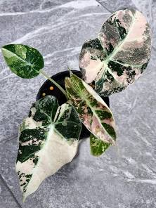 Alocasia Pink Black Velvet Tissue Culture Grower's Choice