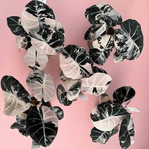 Alocasia Pink Black Velvet Tissue Culture Grower's Choice