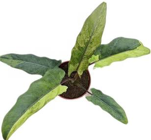 Alocasia Variegated Purple Sword Variegated