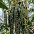 Philodendron Patriciae Tissue Culture Grower's Choice
