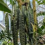 Philodendron Patriciae Tissue Culture Grower's Choice