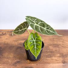 Alocasia Mirror Watsoniana 'Pixie' Tissue Culture Grower's Choice