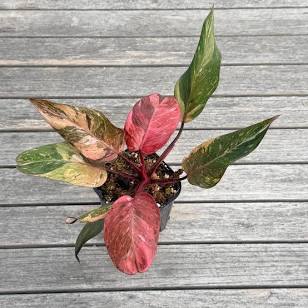 Philodendron Fire Phoenix Tissue Culture Grower's Choice