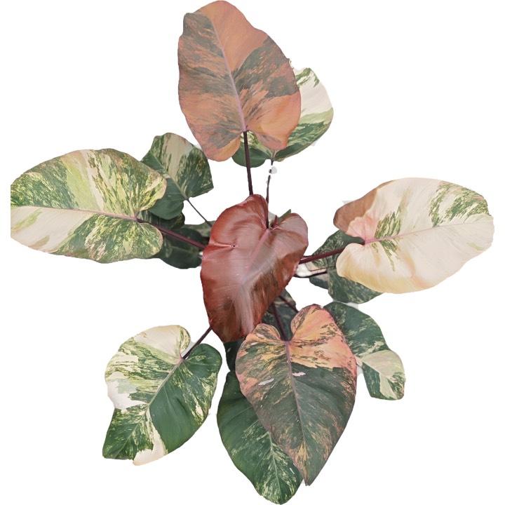 Philodendron Strawberry Shake Variegated Tissue Culture Grower's Choice