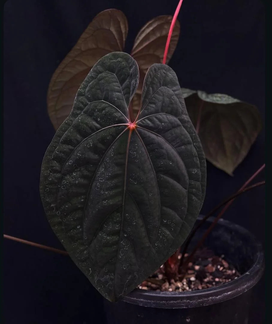 Anthurium Dark Phoenix Tissue Culture Grower's Choice