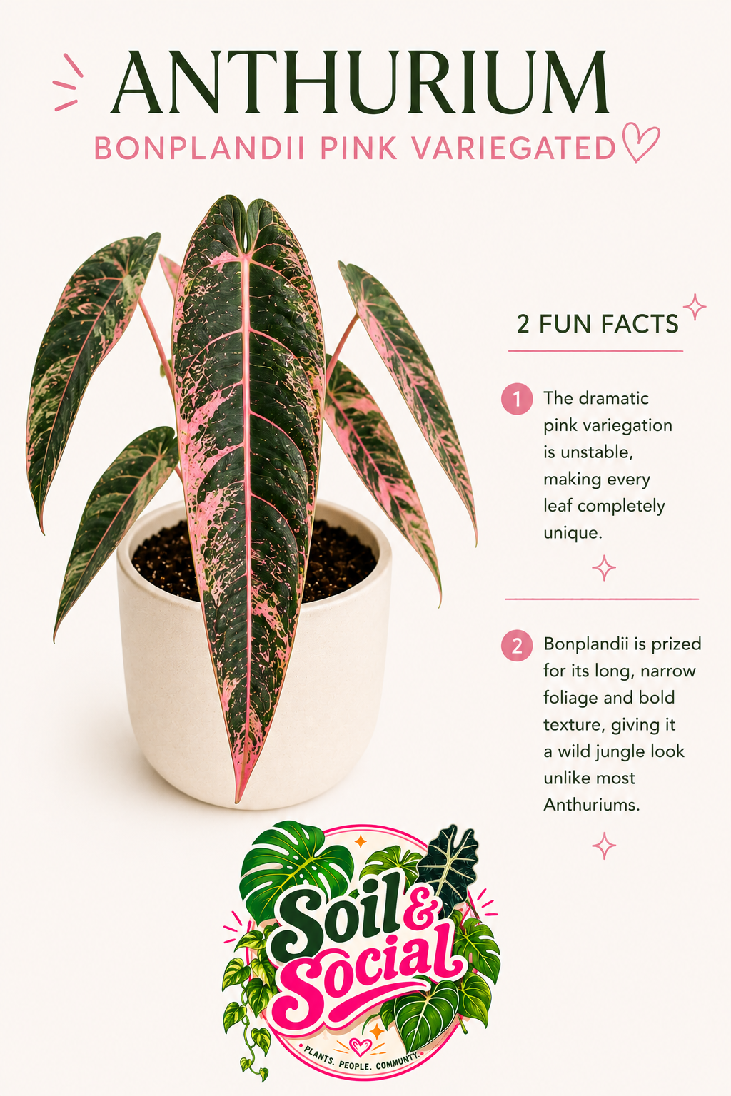 Anthurium Bonplandii Pink Tissue Culture Grower's Choice