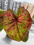 Caladium Super Heng Tissue Culture Grower's Choice