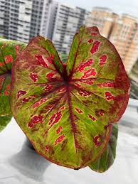 Caladium Super Heng Tissue Culture Grower's Choice