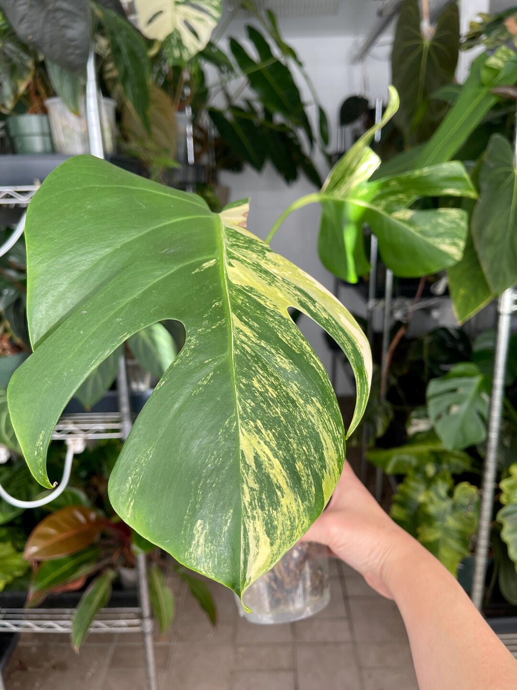 Monstera Borsigiana Aurea Tissue Culture Grower's Choice