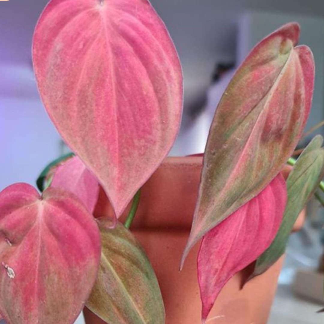 Micans True Pink Tissue Culture Grower's Choice