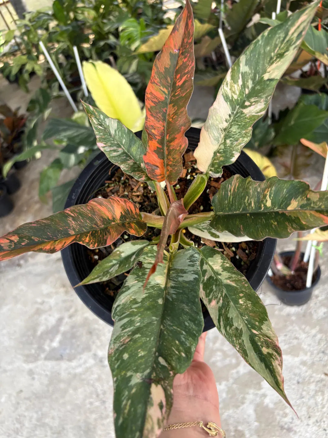 Philodendron Fire Tiger Tissue Culture Grower's Choice