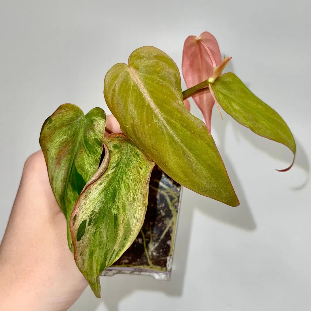 MIcans Pink Mint Tissue Culture Grower's Choice