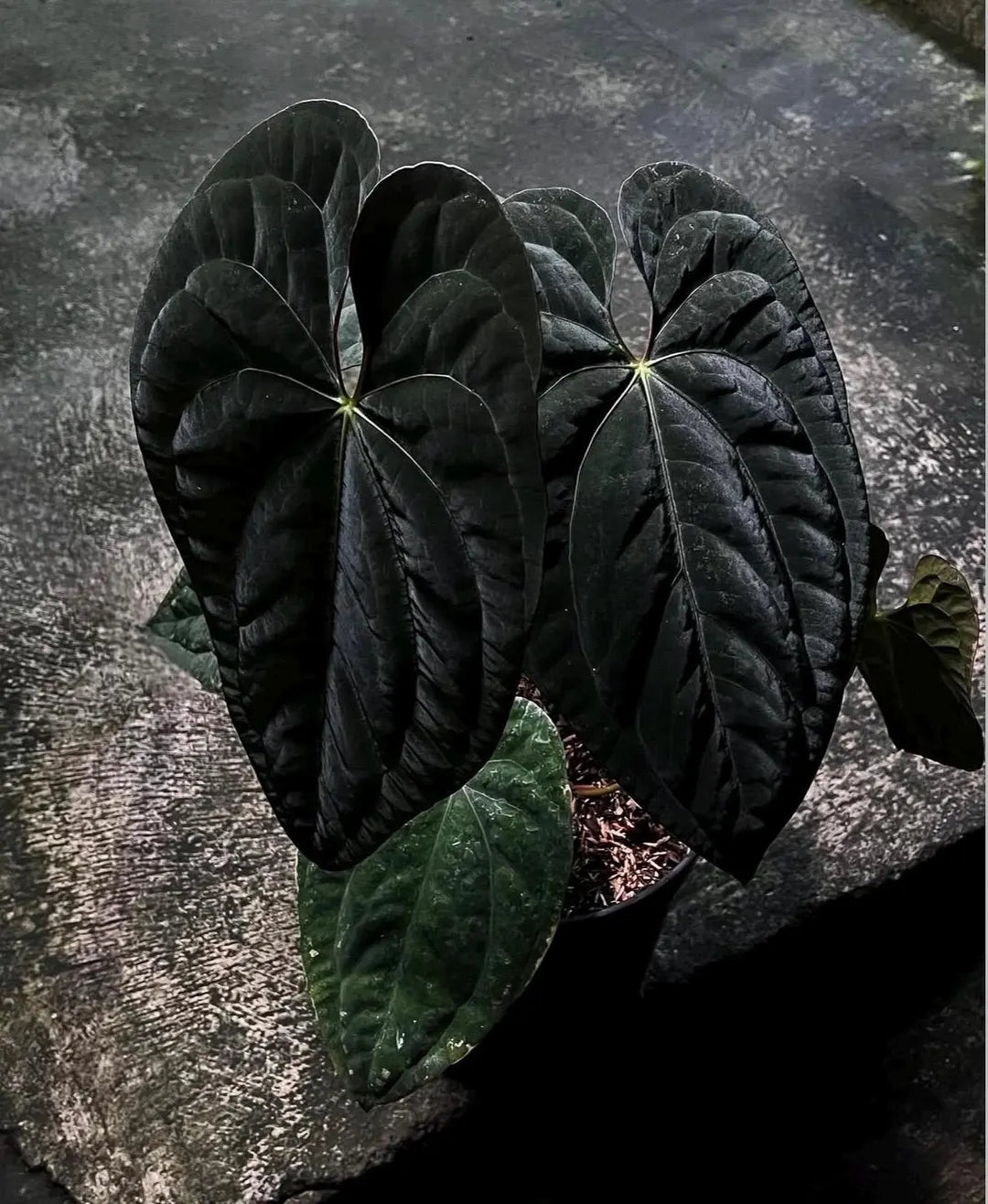 Anthurium Dark Phoenix Tissue Culture Grower's Choice