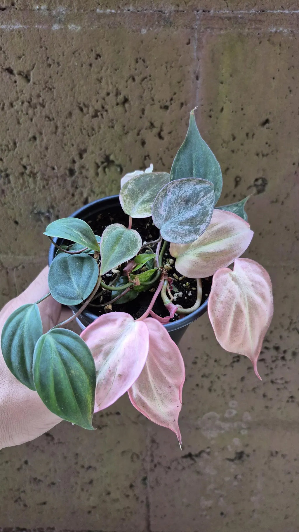 MIcans Pink Mint Tissue Culture Grower's Choice