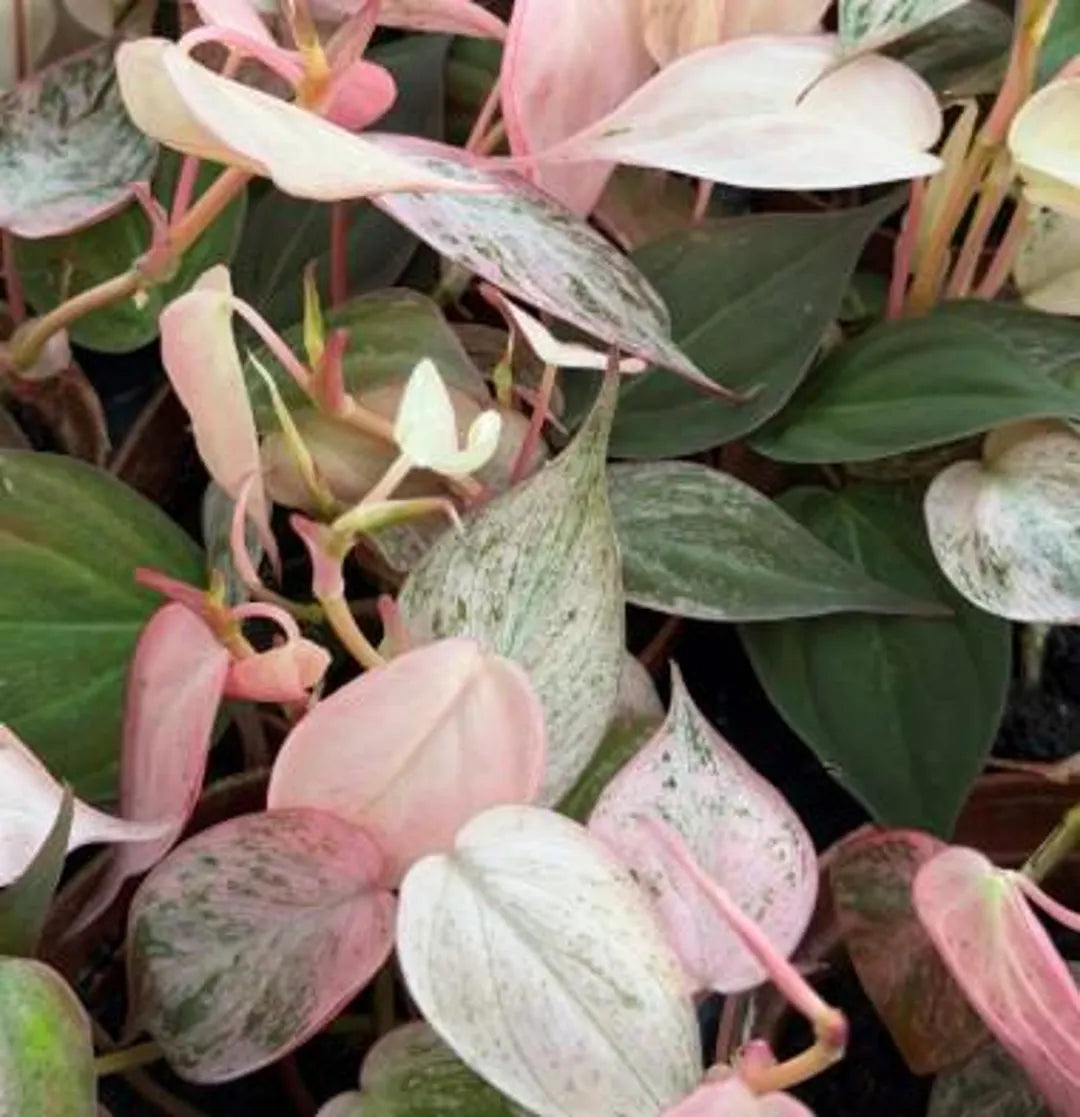 MIcans Pink Mint Tissue Culture Grower's Choice