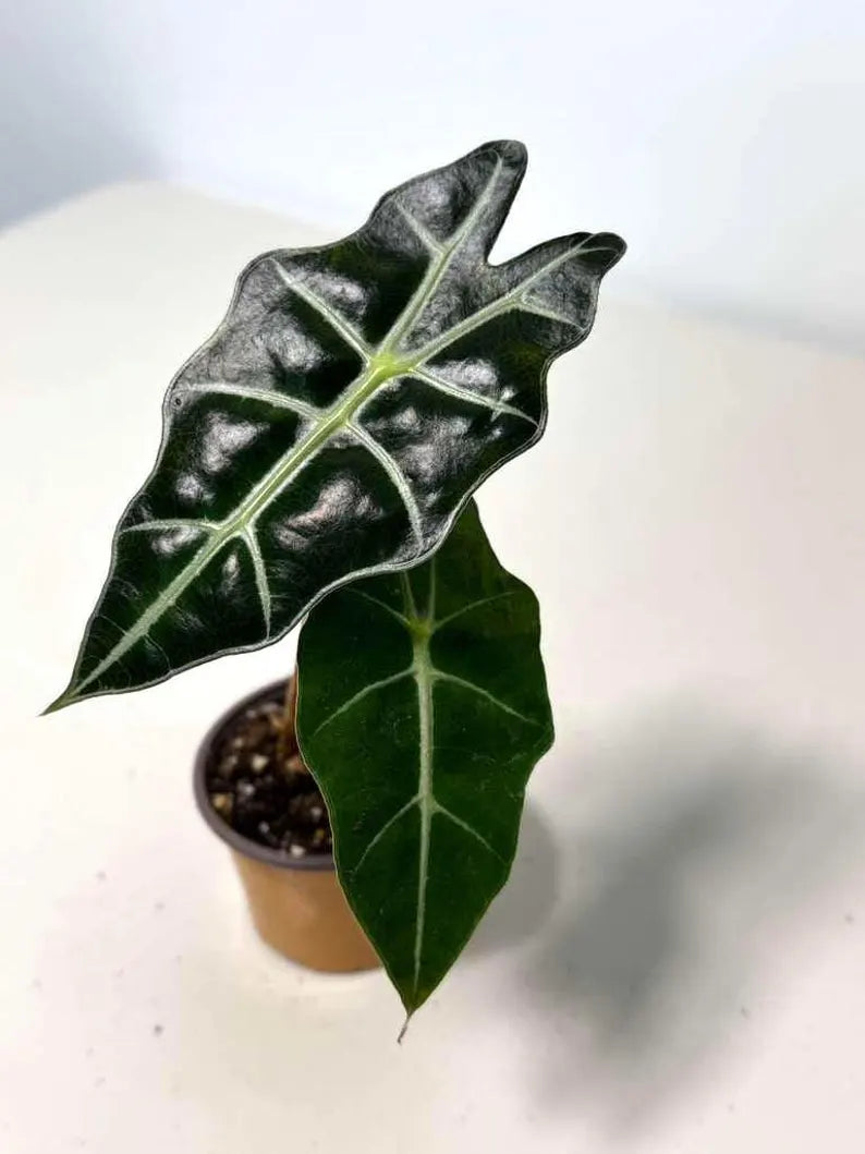 Alocasia Bambino Green Tissue Culture Grower's Choice