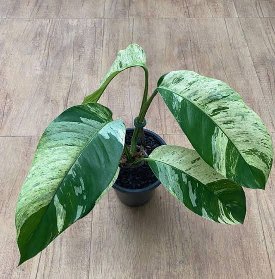 Epipremnum Giganteum Tricolor Variegated Tissue Culture Grower's Choice