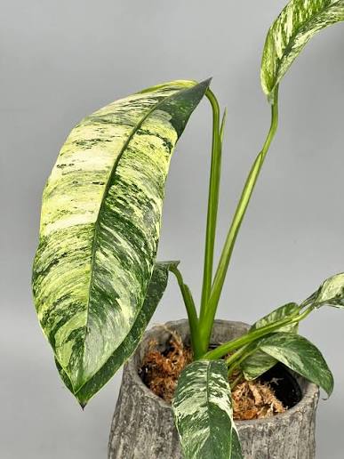 Epipremnum Giganteum Tricolor Variegated Tissue Culture Grower's Choice