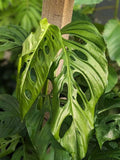 Monstera Obliqua Napo Tissue Culture Grower's Choice