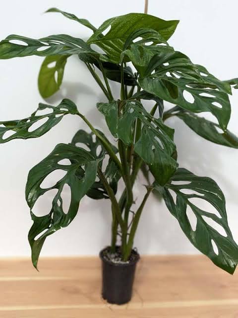 Monstera Obliqua Napo Tissue Culture Grower's Choice