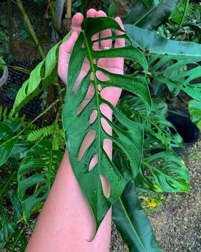 Monstera Obliqua Napo Tissue Culture Grower's Choice