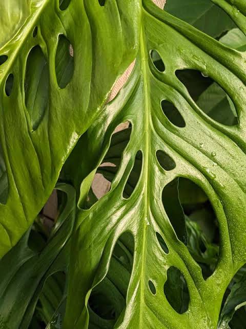 Monstera Obliqua Napo Tissue Culture Grower's Choice