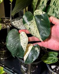 Monstera Star Shadow Tissue Culture Grower's Choice