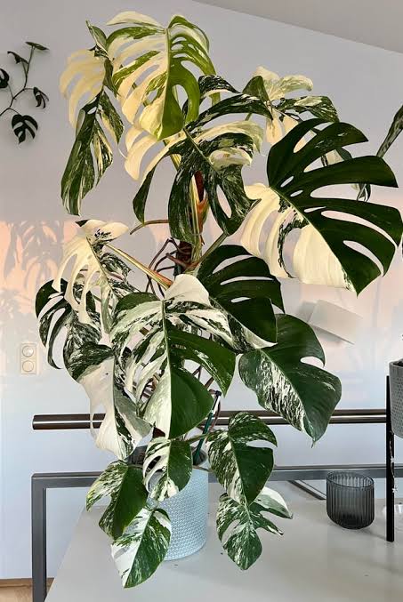Monstera Star Shadow Tissue Culture Grower's Choice